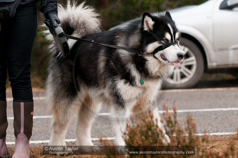 General photos taken at the Siberian Husky Club of GB Arden Grange Aviemore Sled Dog Rally 2011. Please don't use my images on websites, blogs or elsewhere without my permission. See www.austintaylorphotography.com for contact details
