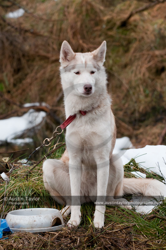General photos taken at the Siberian Husky Club of GB Arden Grange Aviemore Sled Dog Rally 2011. Please don't use my images on websites, blogs or elsewhere without my permission. See www.austintaylorphotography.com for contact details