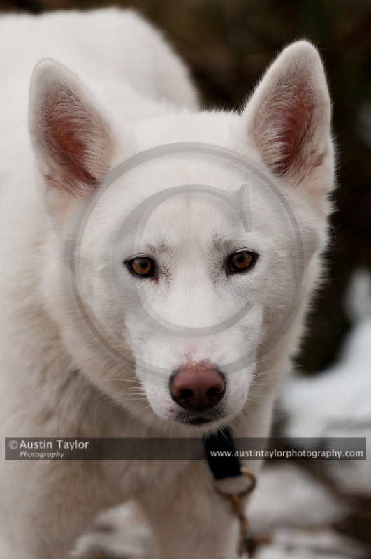 General photos taken at the Siberian Husky Club of GB Arden Grange Aviemore Sled Dog Rally 2011. Please don't use my images on websites, blogs or elsewhere without my permission. See www.austintaylorphotography.com for contact details