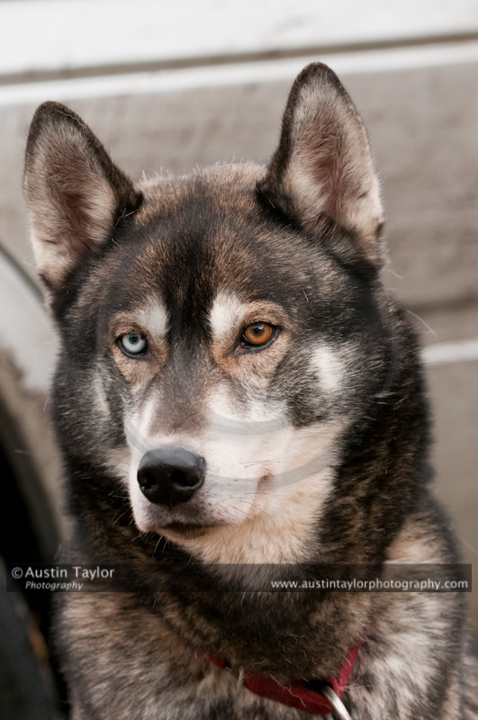 General photos taken at the Siberian Husky Club of GB Arden Grange Aviemore Sled Dog Rally 2011. Please don't use my images on websites, blogs or elsewhere without my permission. See www.austintaylorphotography.com for contact details