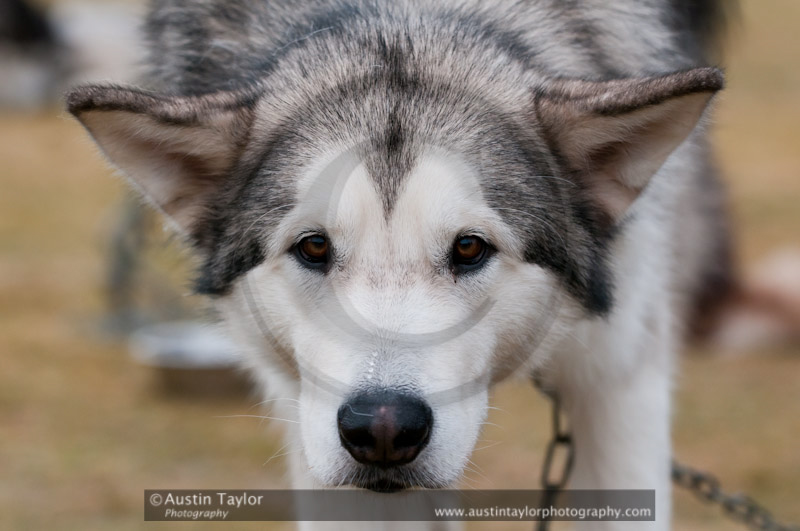 General photos taken at the Siberian Husky Club of GB Arden Grange Aviemore Sled Dog Rally 2011. Please don't use my images on websites, blogs or elsewhere without my permission. See www.austintaylorphotography.com for contact details
