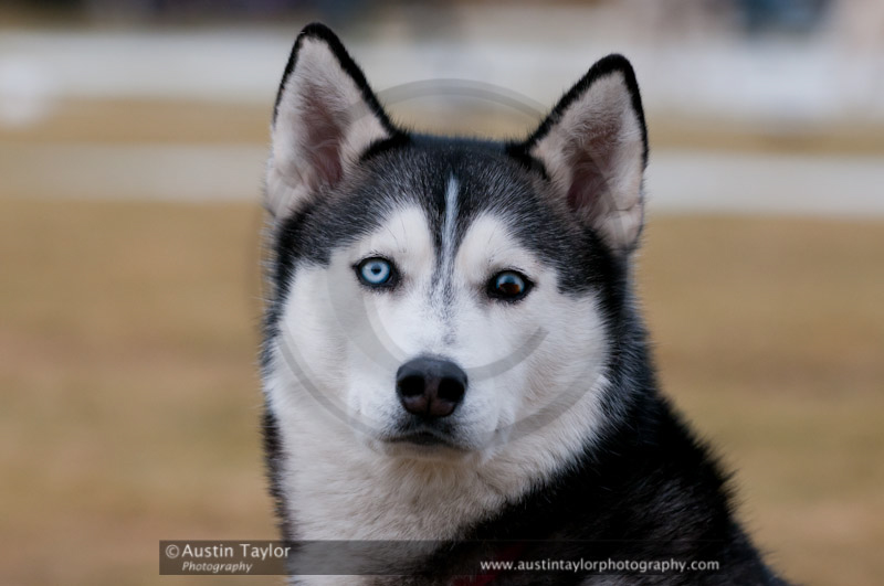 General photos taken at the Siberian Husky Club of GB Arden Grange Aviemore Sled Dog Rally 2011. Please don't use my images on websites, blogs or elsewhere without my permission. See www.austintaylorphotography.com for contact details