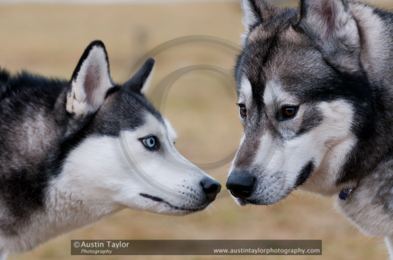 General photos of the SHCGB Aviemore Sled Dog Rally 2011