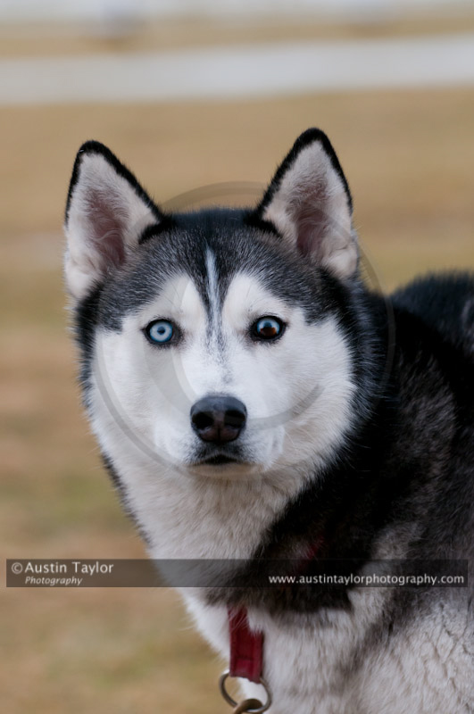 General photos taken at the Siberian Husky Club of GB Arden Grange Aviemore Sled Dog Rally 2011. Please don't use my images on websites, blogs or elsewhere without my permission. See www.austintaylorphotography.com for contact details