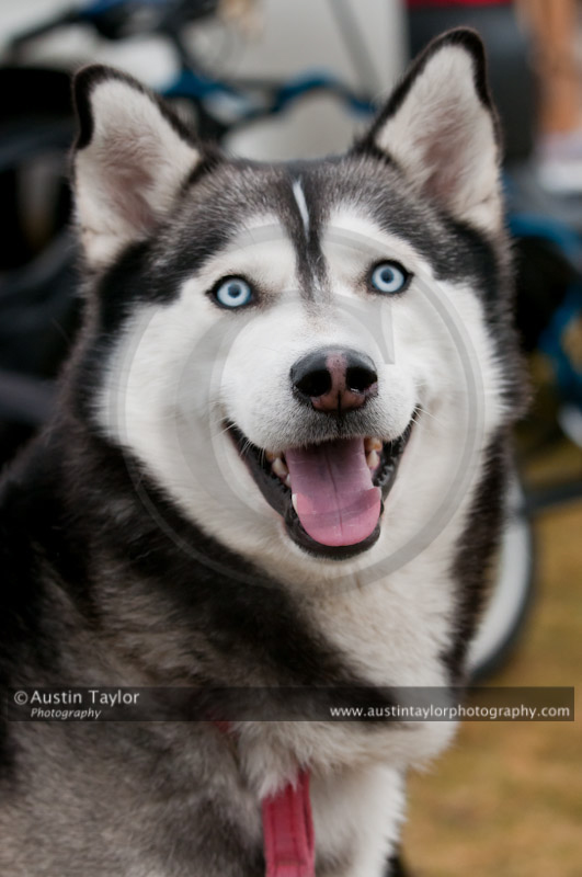 General photos taken at the Siberian Husky Club of GB Arden Grange Aviemore Sled Dog Rally 2011. Please don't use my images on websites, blogs or elsewhere without my permission. See www.austintaylorphotography.com for contact details