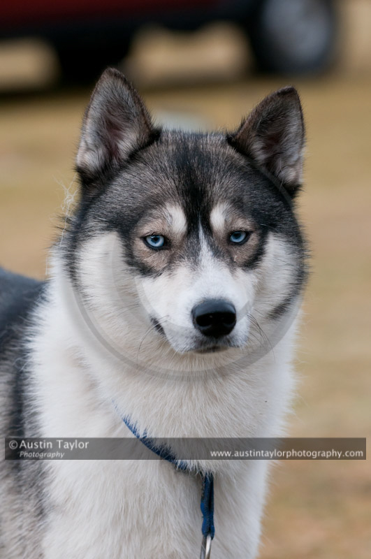 General photos taken at the Siberian Husky Club of GB Arden Grange Aviemore Sled Dog Rally 2011. Please don't use my images on websites, blogs or elsewhere without my permission. See www.austintaylorphotography.com for contact details