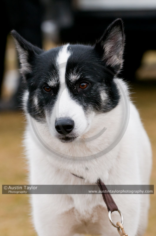 General photos taken at the Siberian Husky Club of GB Arden Grange Aviemore Sled Dog Rally 2011. Please don't use my images on websites, blogs or elsewhere without my permission. See www.austintaylorphotography.com for contact details