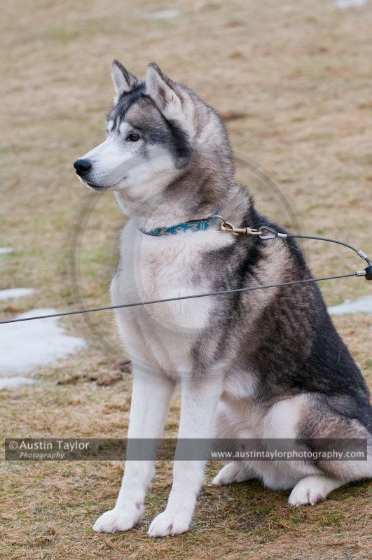 General photos taken at the Siberian Husky Club of GB Arden Grange Aviemore Sled Dog Rally 2011. Please don't use my images on websites, blogs or elsewhere without my permission. See www.austintaylorphotography.com for contact details
