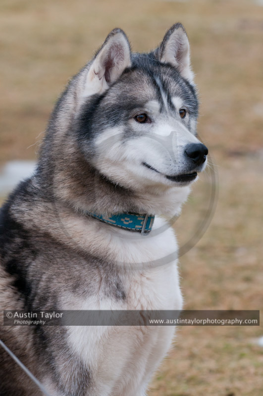 General photos taken at the Siberian Husky Club of GB Arden Grange Aviemore Sled Dog Rally 2011. Please don't use my images on websites, blogs or elsewhere without my permission. See www.austintaylorphotography.com for contact details