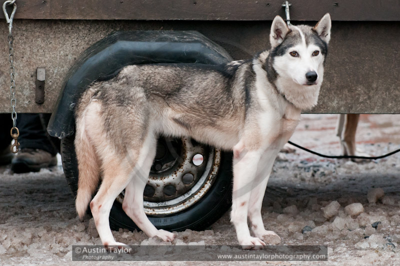 General photos taken at the Siberian Husky Club of GB Arden Grange Aviemore Sled Dog Rally 2011. Please don't use my images on websites, blogs or elsewhere without my permission. See www.austintaylorphotography.com for contact details