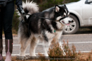 General photos taken at the Siberian Husky Club of GB Arden Grange Aviemore Sled Dog Rally 2011. Please don't use my images on websites, blogs or elsewhere without my permission. See www.austintaylorphotography.com for contact details
