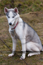 General photos taken at the Siberian Husky Club of GB Arden Grange Aviemore Sled Dog Rally 2011. Please don't use my images on websites, blogs or elsewhere without my permission. See www.austintaylorphotography.com for contact details