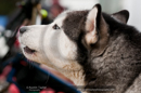 General photos taken at the Siberian Husky Club of GB Arden Grange Aviemore Sled Dog Rally 2011. Please don't use my images on websites, blogs or elsewhere without my permission. See www.austintaylorphotography.com for contact details