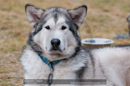 General photos taken at the Siberian Husky Club of GB Arden Grange Aviemore Sled Dog Rally 2011. Please don't use my images on websites, blogs or elsewhere without my permission. See www.austintaylorphotography.com for contact details