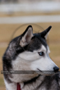 General photos taken at the Siberian Husky Club of GB Arden Grange Aviemore Sled Dog Rally 2011. Please don't use my images on websites, blogs or elsewhere without my permission. See www.austintaylorphotography.com for contact details