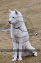 General photos taken at the Siberian Husky Club of GB Arden Grange Aviemore Sled Dog Rally 2011. Please don't use my images on websites, blogs or elsewhere without my permission. See www.austintaylorphotography.com for contact details