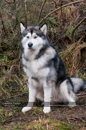 General photos taken at the Siberian Husky Club of GB Arden Grange Aviemore Sled Dog Rally 2011. Please don't use my images on websites, blogs or elsewhere without my permission. See www.austintaylorphotography.com for contact details