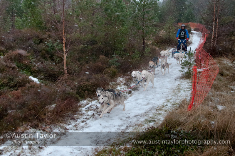Racing Team in the Siberian Husky Club of GB Arden Grange Aviemore Sled Dog Rally 2012.