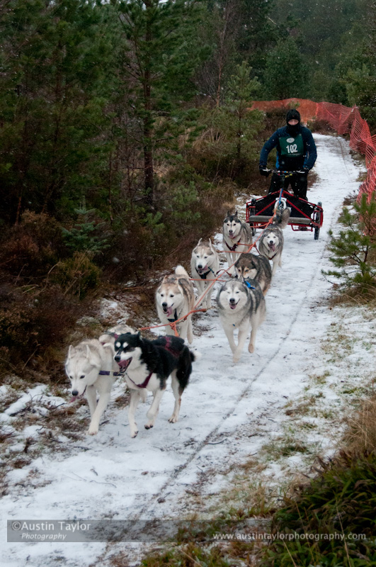 Racing Team in the Siberian Husky Club of GB Arden Grange Aviemore Sled Dog Rally 2012.