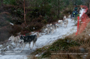 Class A dog sled racing team