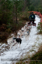 Racing Team in the Siberian Husky Club of GB Arden Grange Aviemore Sled Dog Rally 2012.