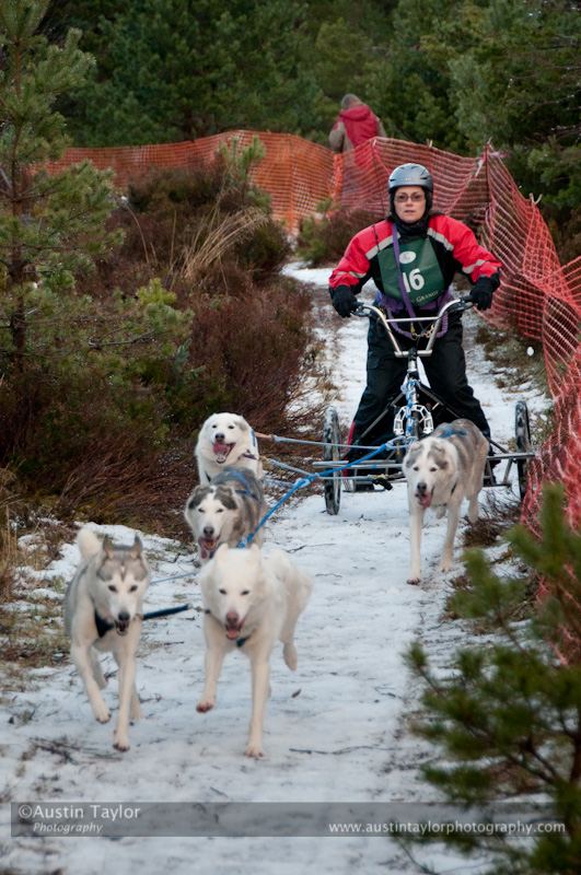Racing Team in the Siberian Husky Club of GB Arden Grange Aviemore Sled Dog Rally 2012.