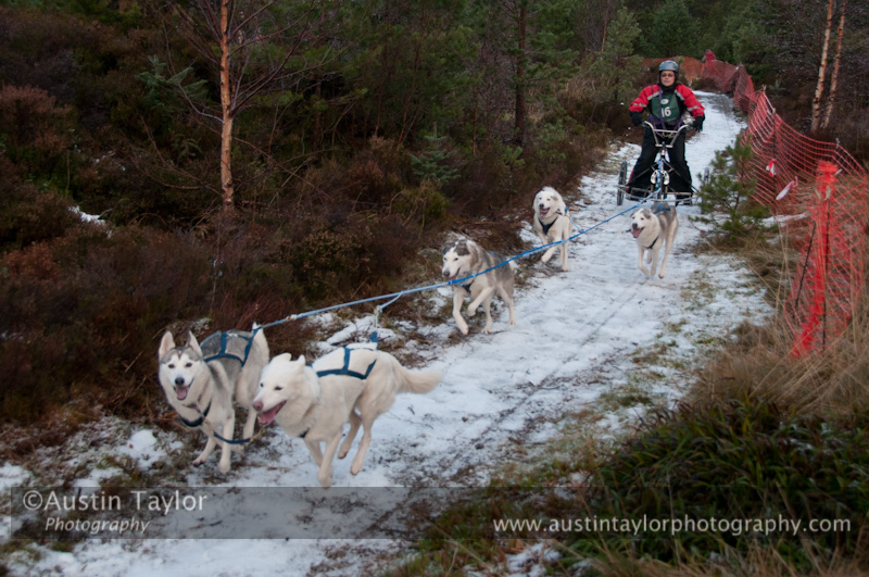Racing Team in the Siberian Husky Club of GB Arden Grange Aviemore Sled Dog Rally 2012.