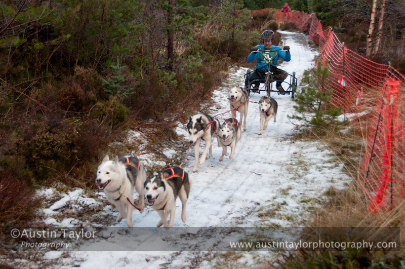 Racing Team in the Siberian Husky Club of GB Arden Grange Aviemore Sled Dog Rally 2012.