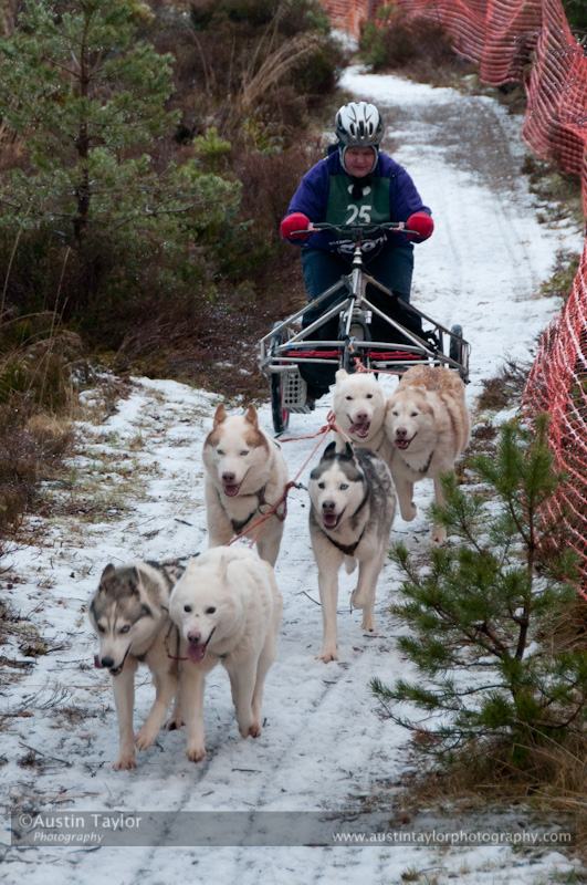 Racing Team in the Siberian Husky Club of GB Arden Grange Aviemore Sled Dog Rally 2012.