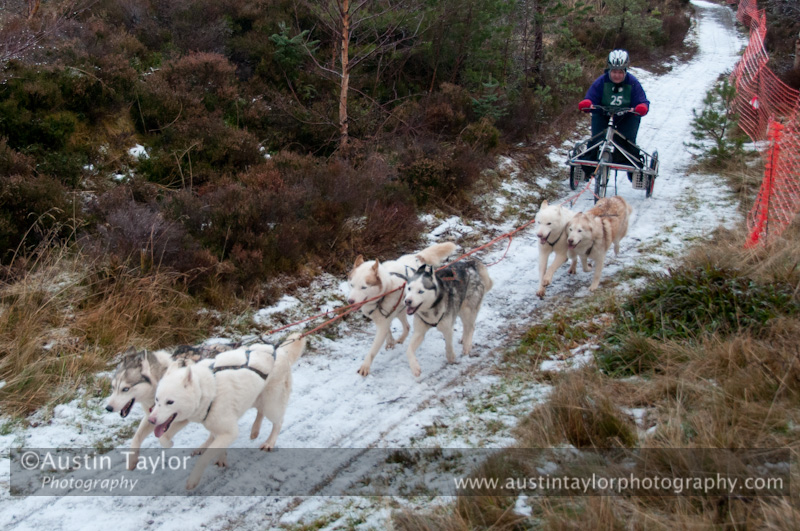 Racing Team in the Siberian Husky Club of GB Arden Grange Aviemore Sled Dog Rally 2012.