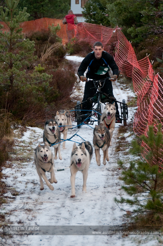 Racing Team in the Siberian Husky Club of GB Arden Grange Aviemore Sled Dog Rally 2012.