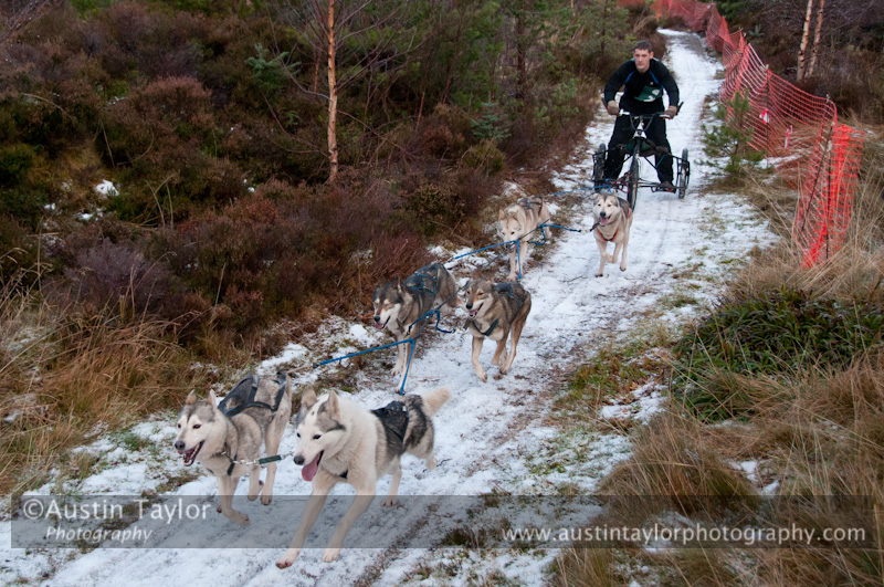 Racing Team in the Siberian Husky Club of GB Arden Grange Aviemore Sled Dog Rally 2012.