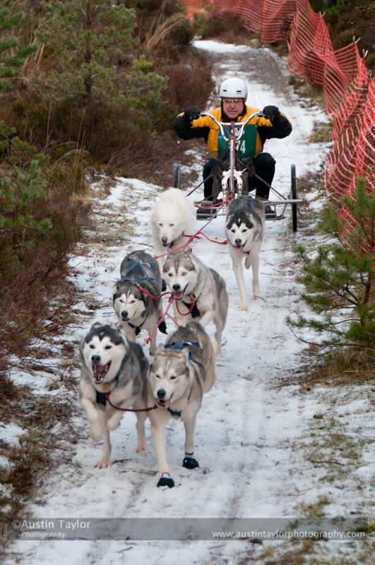 Racing Team in the Siberian Husky Club of GB Arden Grange Aviemore Sled Dog Rally 2012.