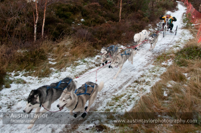 Racing Team in the Siberian Husky Club of GB Arden Grange Aviemore Sled Dog Rally 2012.