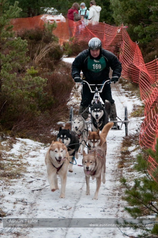 Racing Team in the Siberian Husky Club of GB Arden Grange Aviemore Sled Dog Rally 2012.