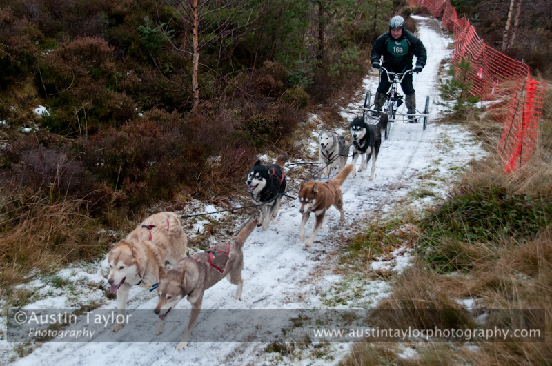 Racing Team in the Siberian Husky Club of GB Arden Grange Aviemore Sled Dog Rally 2012.