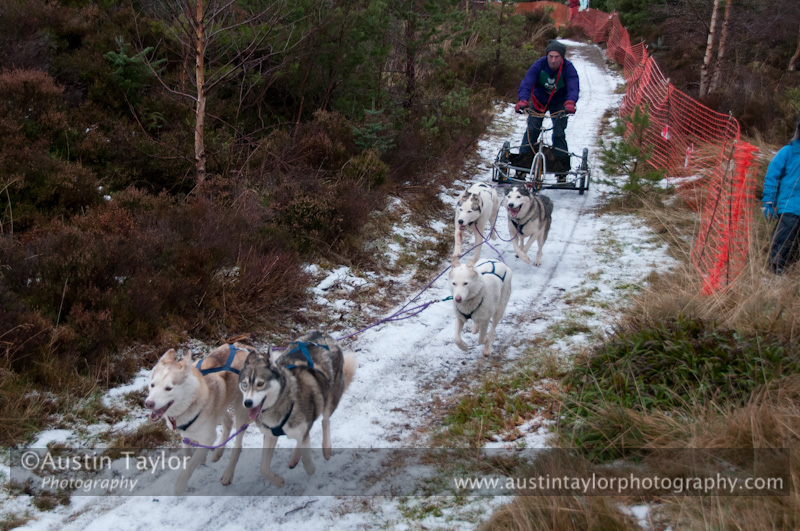 Racing Team in the Siberian Husky Club of GB Arden Grange Aviemore Sled Dog Rally 2012.