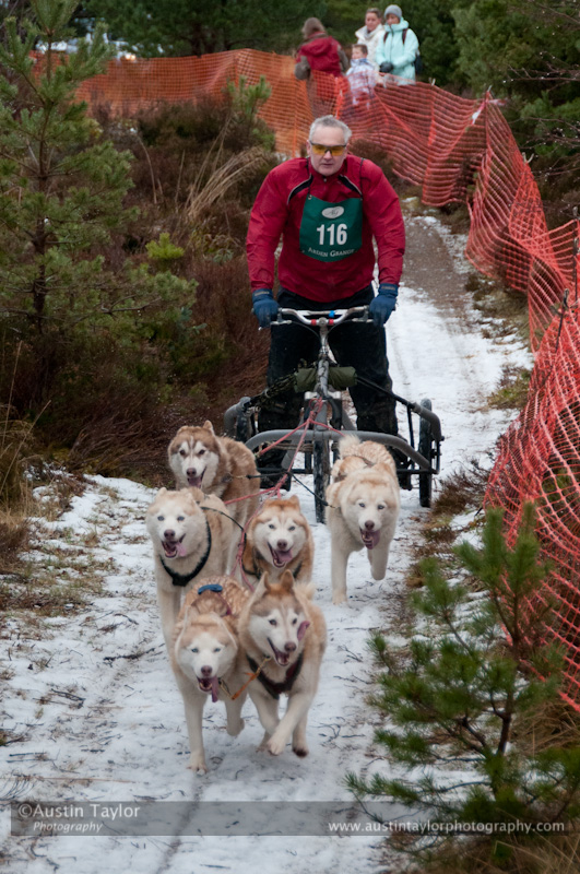 Racing Team in the Siberian Husky Club of GB Arden Grange Aviemore Sled Dog Rally 2012.