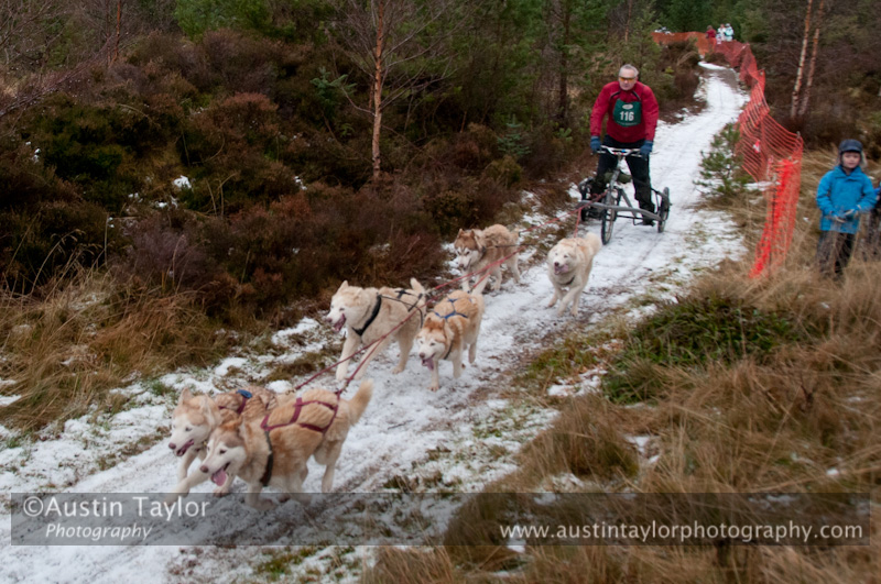 Racing Team in the Siberian Husky Club of GB Arden Grange Aviemore Sled Dog Rally 2012.