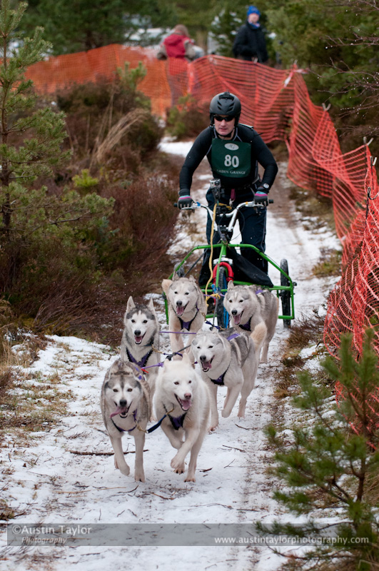 Racing Team in the Siberian Husky Club of GB Arden Grange Aviemore Sled Dog Rally 2012.