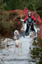 Racing Team in the Siberian Husky Club of GB Arden Grange Aviemore Sled Dog Rally 2012.