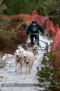 Racing Team in the Siberian Husky Club of GB Arden Grange Aviemore Sled Dog Rally 2012.