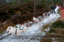 Racing Team in the Siberian Husky Club of GB Arden Grange Aviemore Sled Dog Rally 2012.