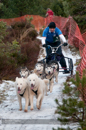 Racing Team in the Siberian Husky Club of GB Arden Grange Aviemore Sled Dog Rally 2012.