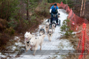 Racing Team in the Siberian Husky Club of GB Arden Grange Aviemore Sled Dog Rally 2012.