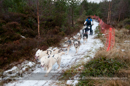 Racing Team in the Siberian Husky Club of GB Arden Grange Aviemore Sled Dog Rally 2012.