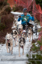 Racing Team in the Siberian Husky Club of GB Arden Grange Aviemore Sled Dog Rally 2012.
