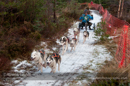 Racing Team in the Siberian Husky Club of GB Arden Grange Aviemore Sled Dog Rally 2012.