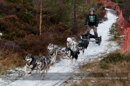 Racing Team in the Siberian Husky Club of GB Arden Grange Aviemore Sled Dog Rally 2012.