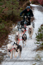 Racing Team in the Siberian Husky Club of GB Arden Grange Aviemore Sled Dog Rally 2012.